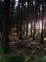 Großes Bild Bild