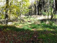 Großes Bild Bild