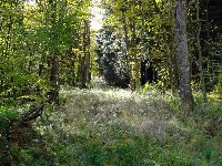 Großes Bild Bild