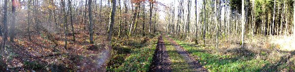 Großes Bild Bild