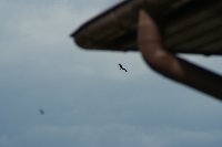 Großes Bild Bild