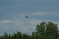 Großes Bild Bild