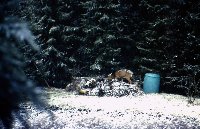 Großes Bild Bild
